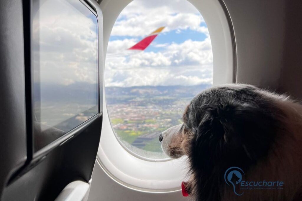 Titulacion oficial de perros de servicio